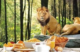 Завтрак со львами в Сафари парке