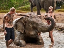 Грязевые ванны со слонами в Bali Zoo