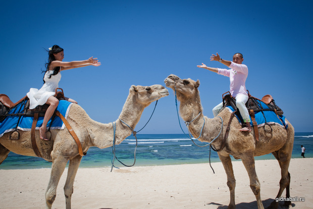 Свадьба на Бали на верблюдах